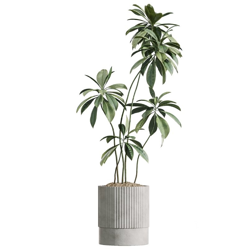 AV Indoor Plants Set 431 Ficus Olive Banana ParadiseBird Image 3