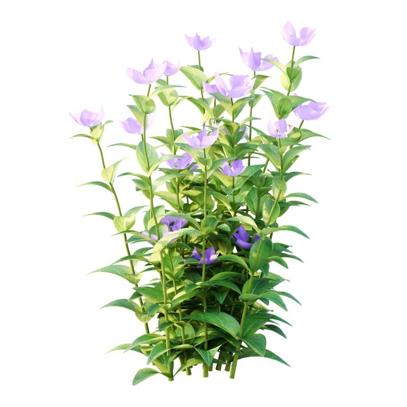 Vinca Minor Plant 01 Image 5