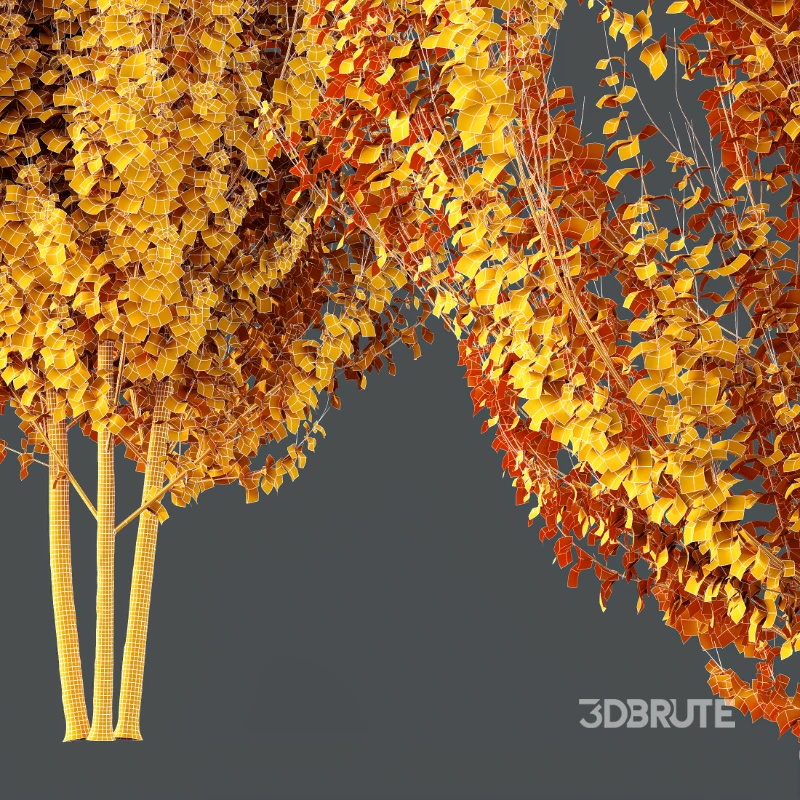 AV Acer X freemanii Freeman Maple Sapindaceae 01 Image 9