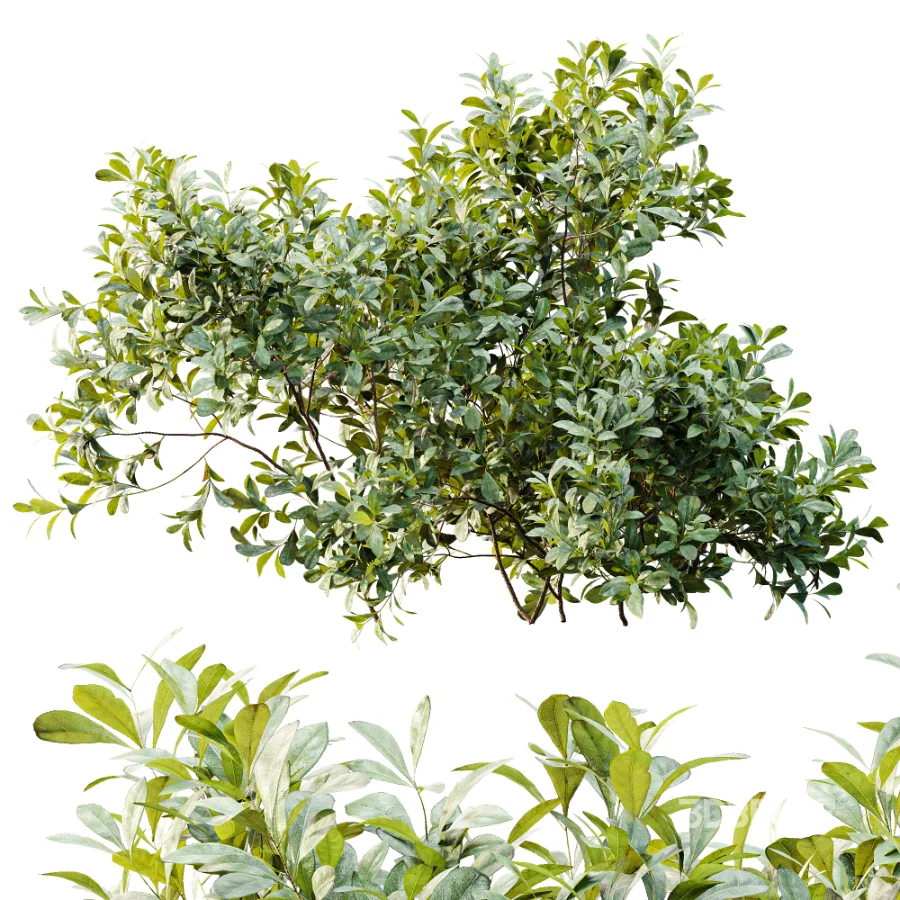 AV Plant Bush Bilberry Vaccinium Myrtillus Image 5