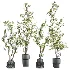 potted tree plants - Thumbnail 1