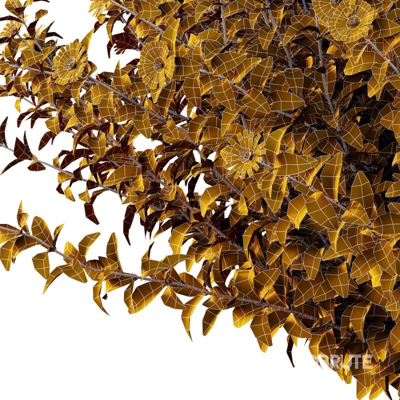 Aster tataricus tatarian aster Plants 02 Image 3