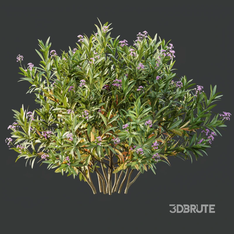 AV Nerium Oleander Laurier Kaner Rose Pink and Wild Erica Multiflora Bruyere Fiche Image 1