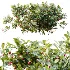 AV Plant Bush Bilberry Vaccinium Myrtillus Flower - Thumbnail 8