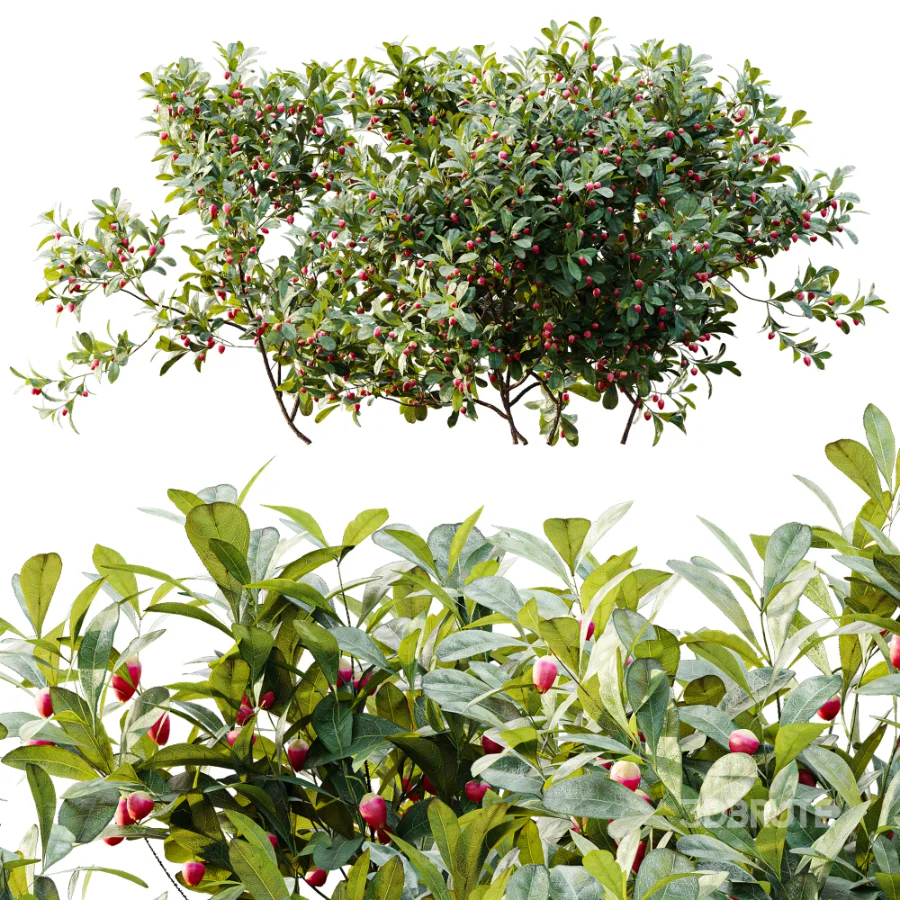 AV Plant Bush Bilberry Vaccinium Myrtillus Flower Image 8