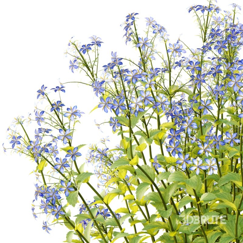 Borago officinalis Plants 02 Image 4