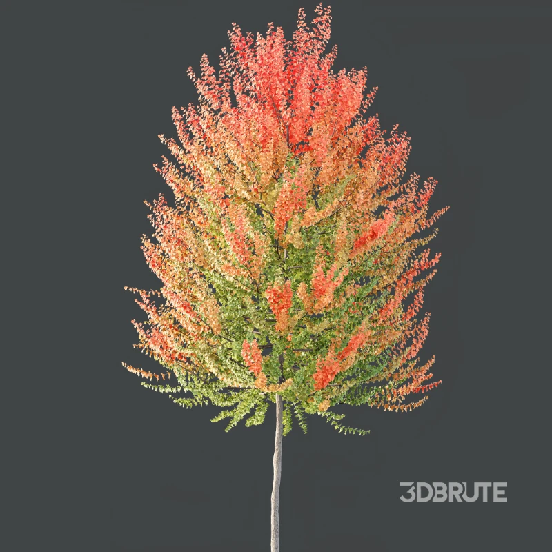 AV Acer X freemanii Freeman Maple Sapindaceae 01 Image 5