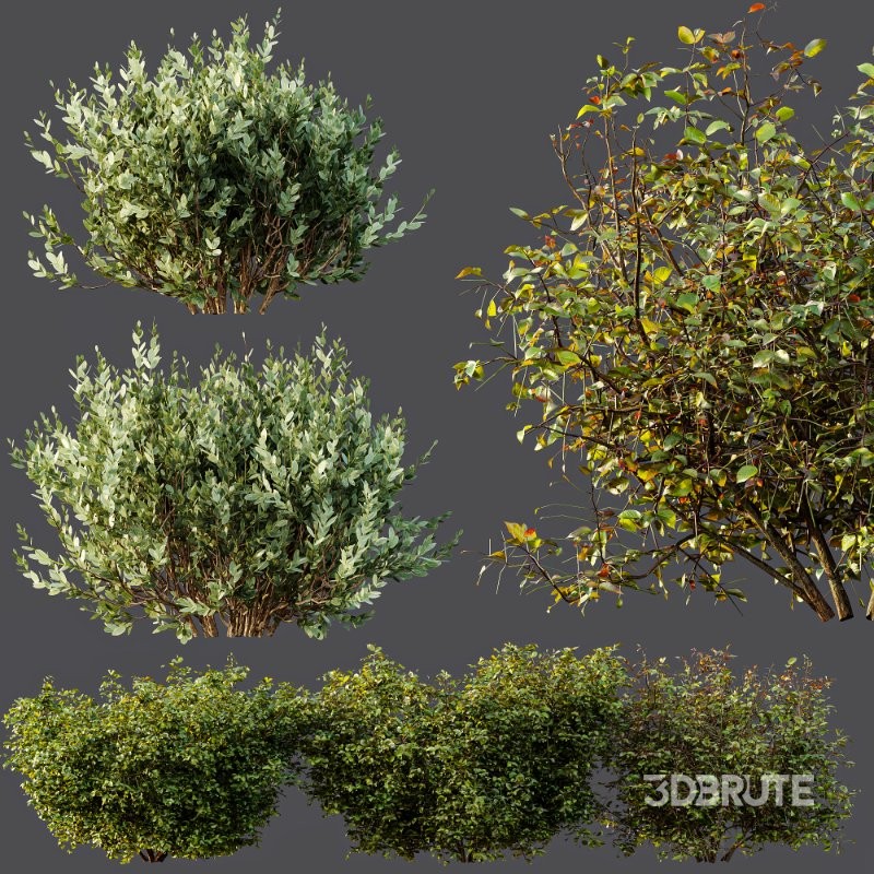 AV Cornus sanguinea and Montra Olive Bush Image 6