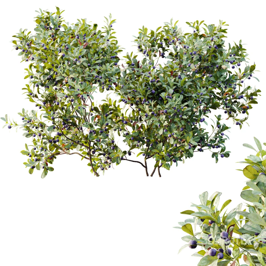 AV Plant Bush Bilberry Vaccinium Myrtillus Fruit Image 4