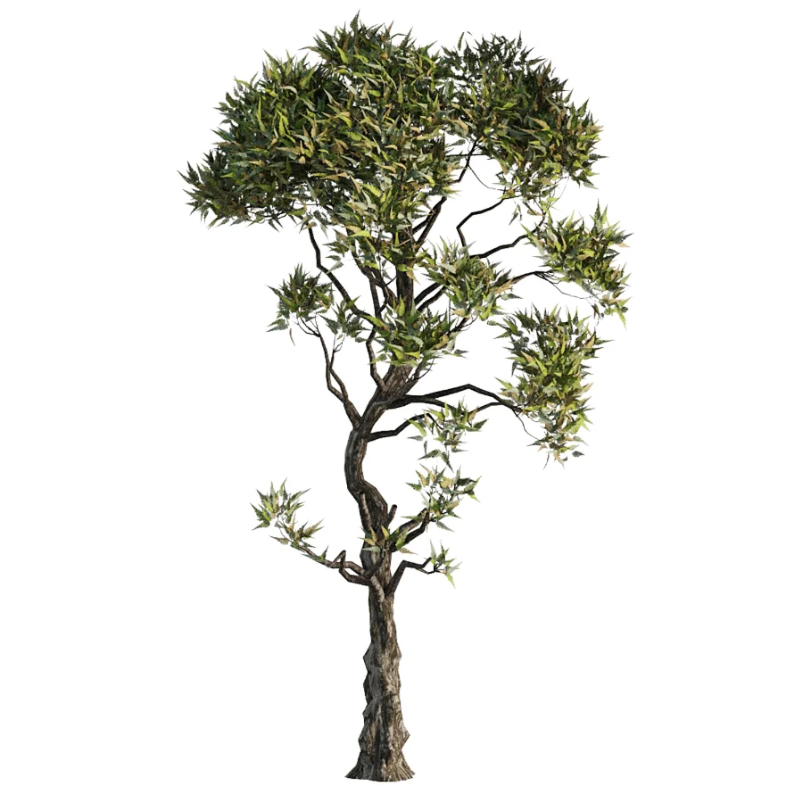 Tree Set39-Urban tree Image 2