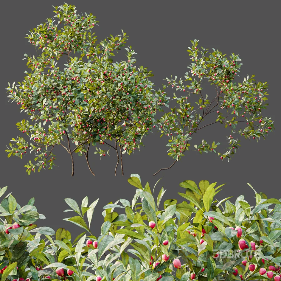 AV Plant Bush Bilberry Vaccinium Myrtillus Flower Image 6
