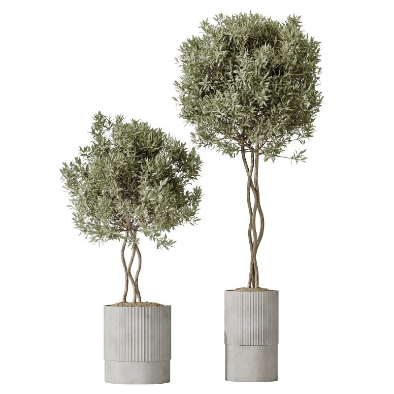 AV Indoor Plants Set 431 Ficus Olive Banana ParadiseBird Image 6