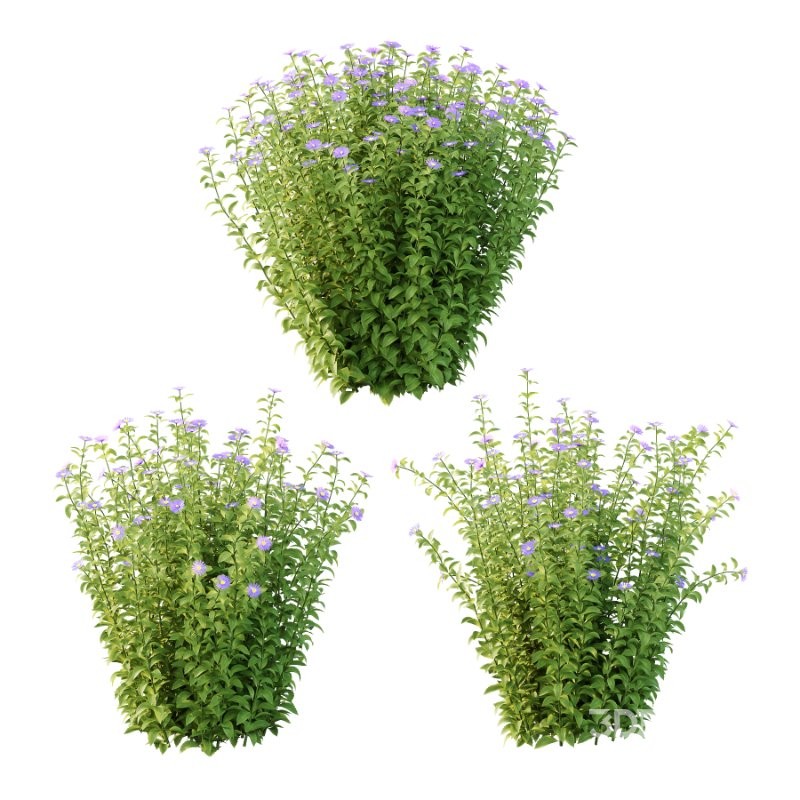 Aster tataricus tatarian aster Plants 01 Image 1