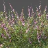 AV Plant Bush Purple Heather Calluna Vulgaris - Thumbnail 1