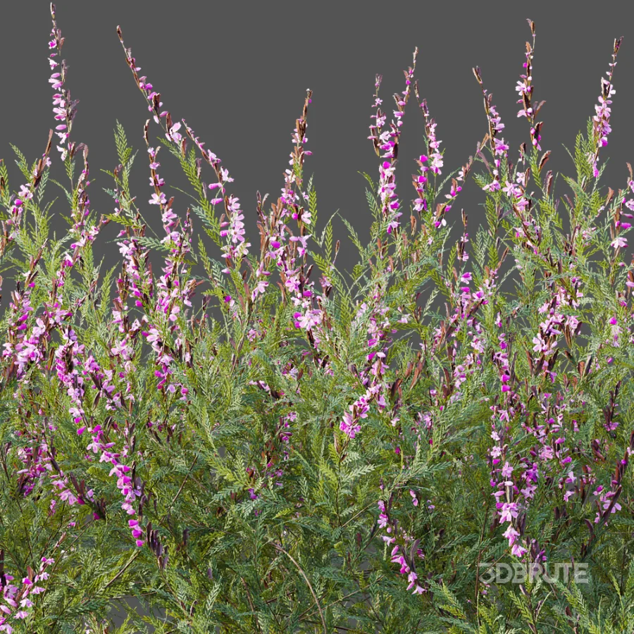 AV Plant Bush Purple Heather Calluna Vulgaris Image 1