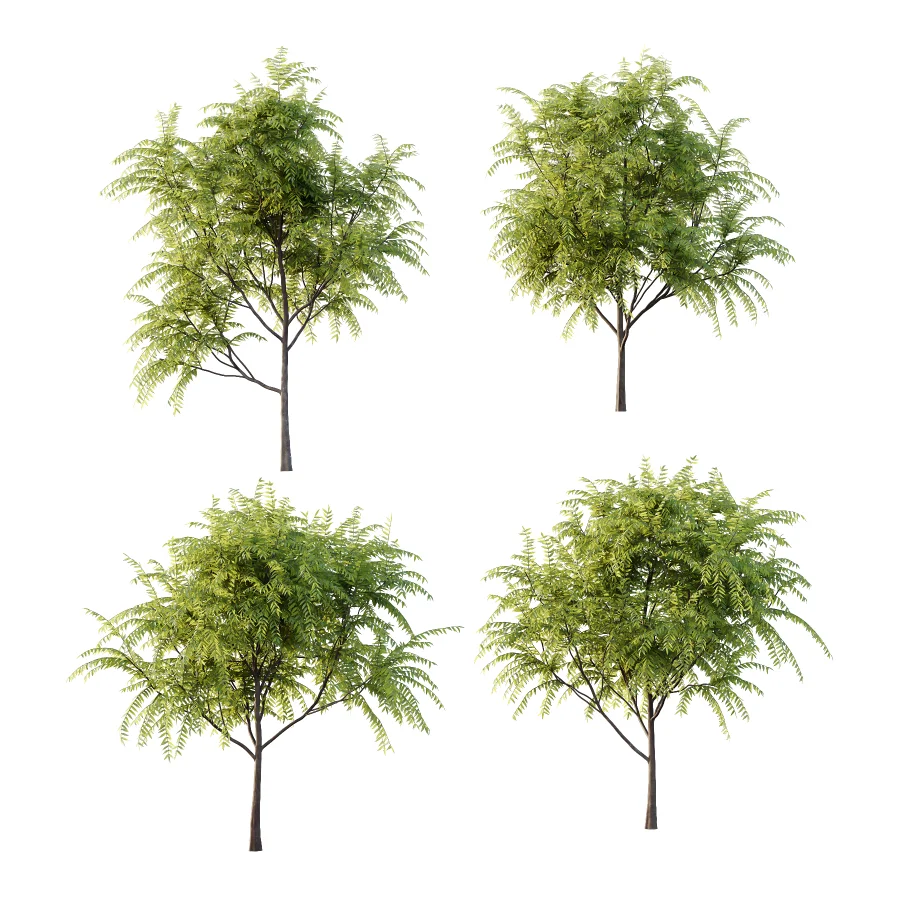 Averrhoa bilimbi Tree 01 Image 1