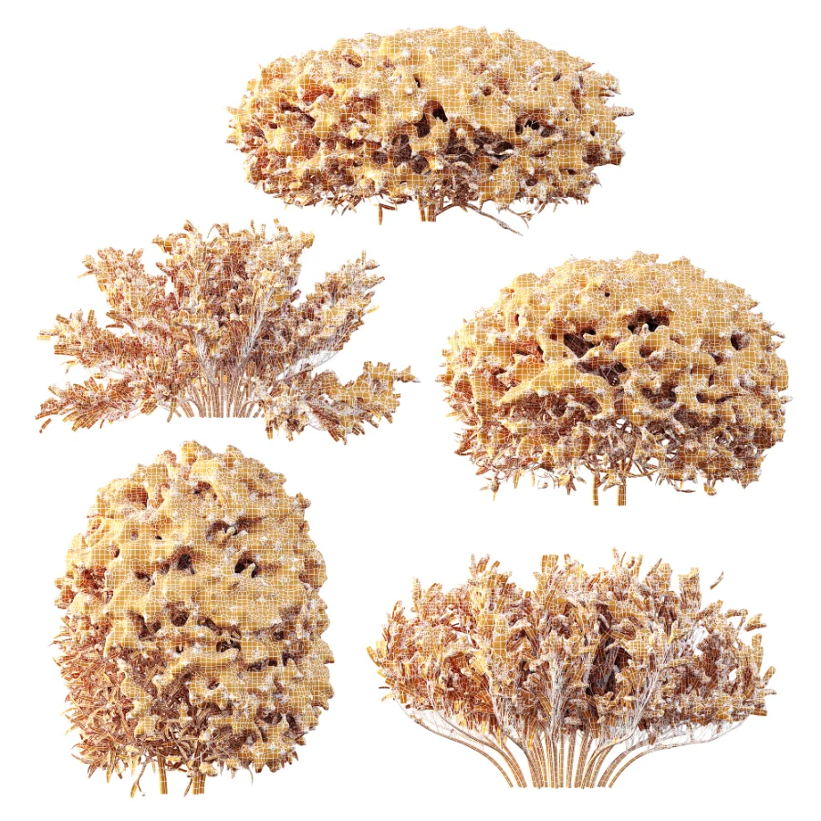 AV Winter Plant Snow Phillyrea Angustifolia Rosemarinifolia and Snow Juniperus Sabina Image 9