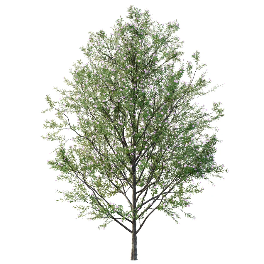 nerium oleander pink tree 02 Image 2