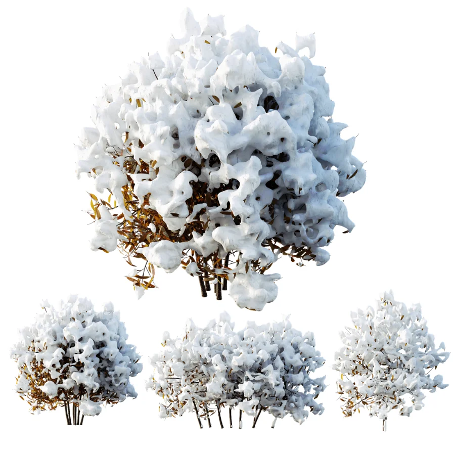 AV WinterPlant Snow Arboreum Bush and Snow Phillyrea Angustifolia Image 3