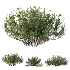 AV Winter plant Snow Wild Erica Multiflora and Snow Juniperus Sabina - Thumbnail 7