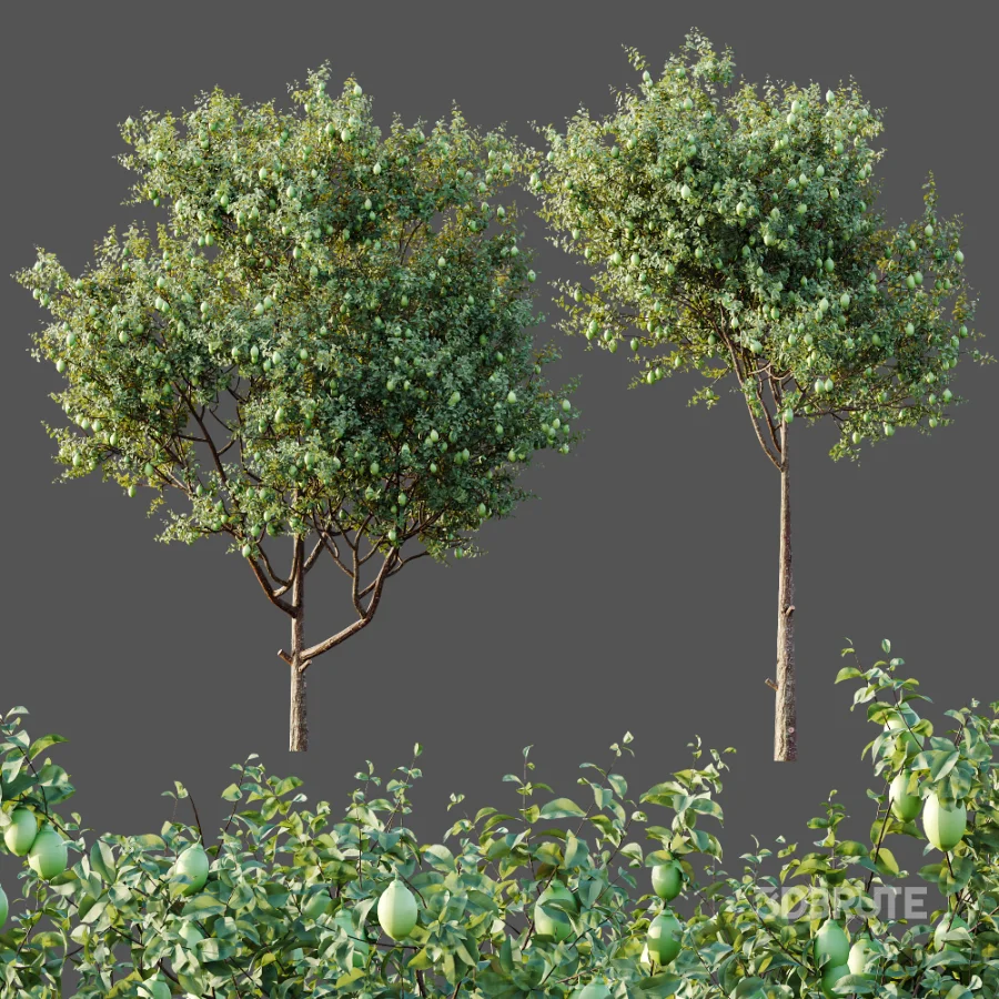 AV Plants Citrus Meyer Lemon Version02 Image 6