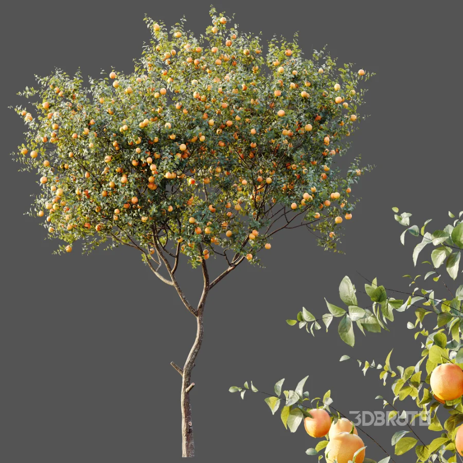 AV Plants Citrus Sinensis Orange Arancio Version02 Image 5