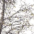 AV Dry winter trees - Thumbnail 4