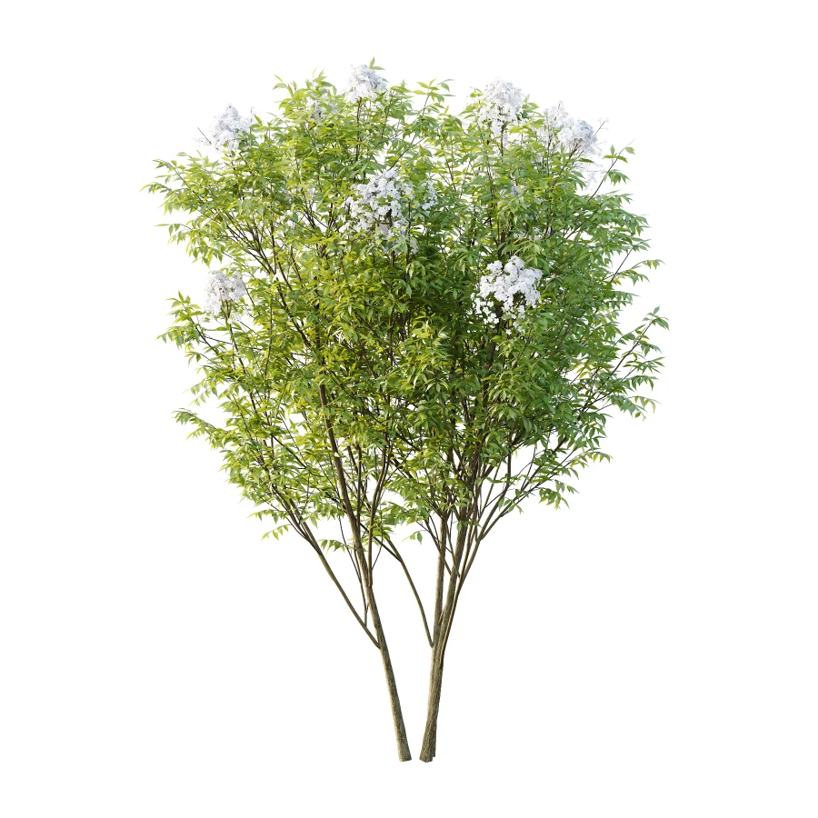 Sambucus nigra Tree 01 Image 1