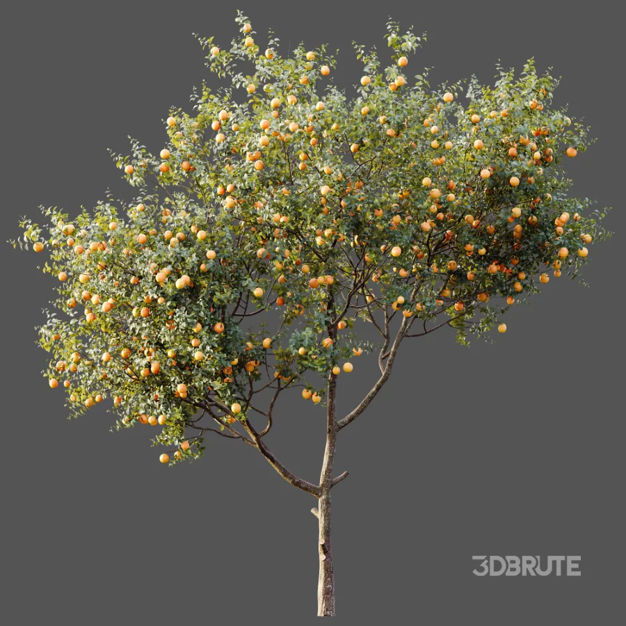 AV Plants Citrus Sinensis Orange Arancio Version02 Image 4