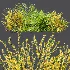 AV Adiantum Capillus Veneris Fern and Cytisus scoparius bush - Thumbnail 8