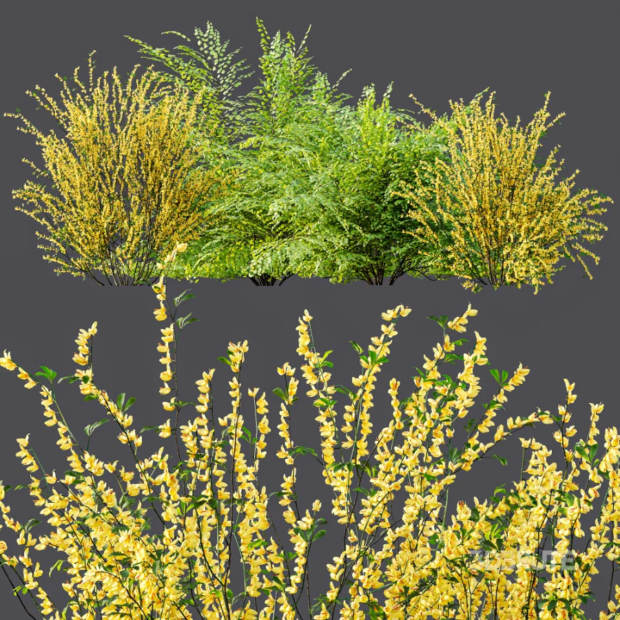 AV Adiantum Capillus Veneris Fern and Cytisus scoparius bush Image 8