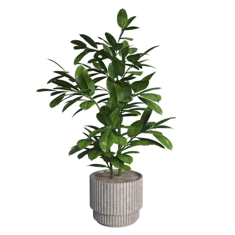 indoor plant_003 Image 1