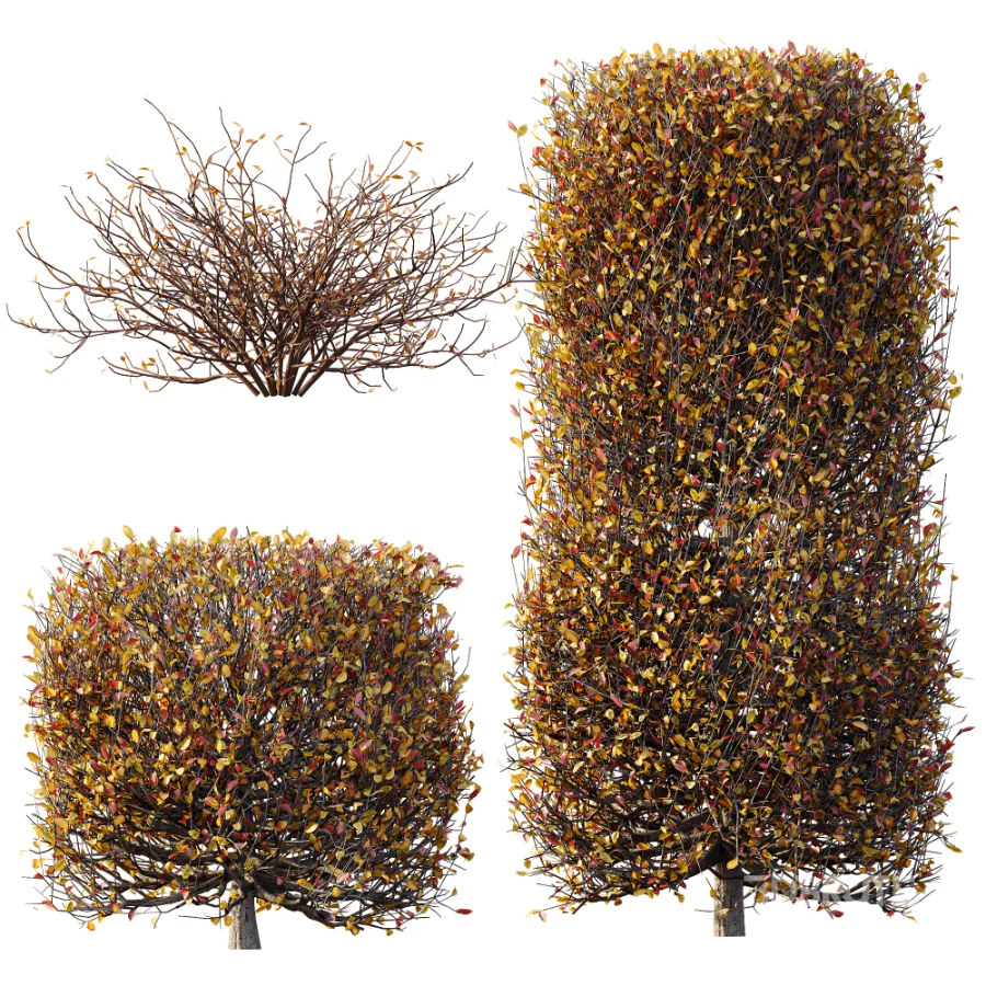 AV Winter plant Snow Quihoui Privet and Snow Abelia Grandiflora Image 8