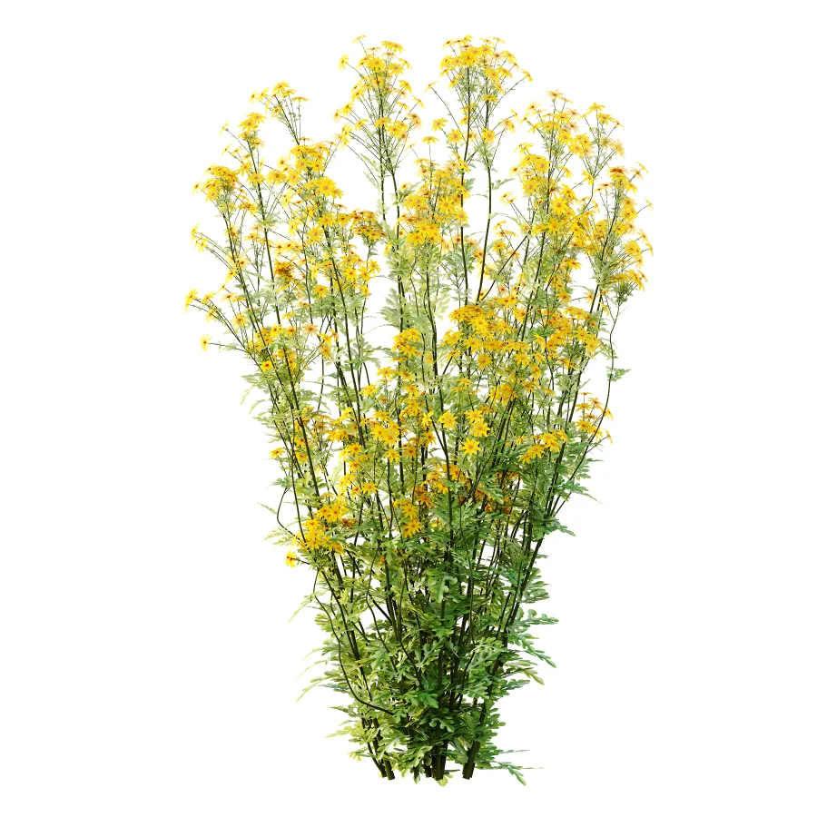 Senecio jacobaea wild flowers Tansy ragwort 01 Image 1