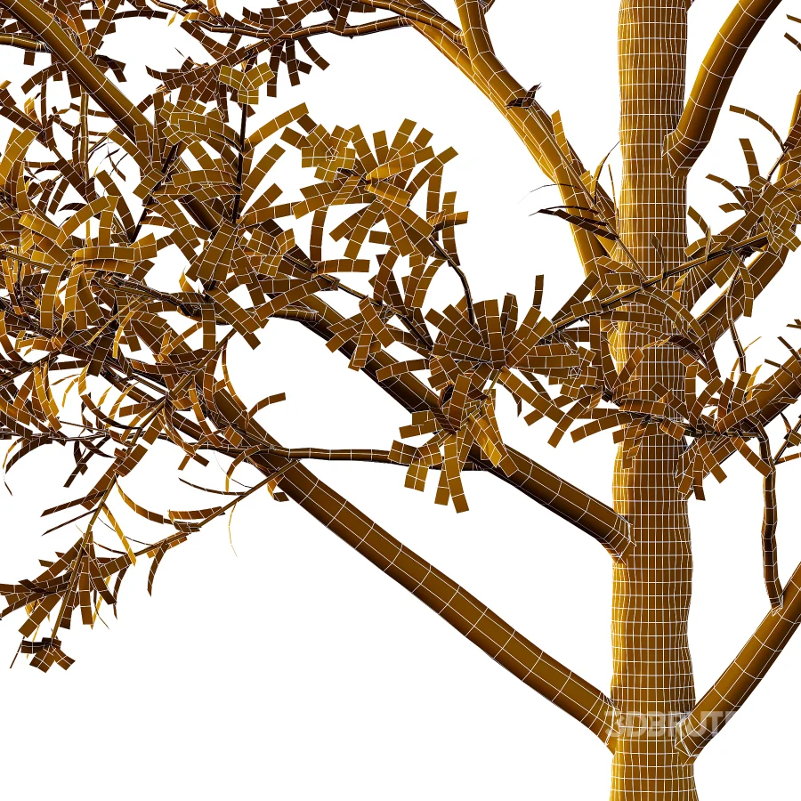 nerium oleander pink tree 02 Image 5