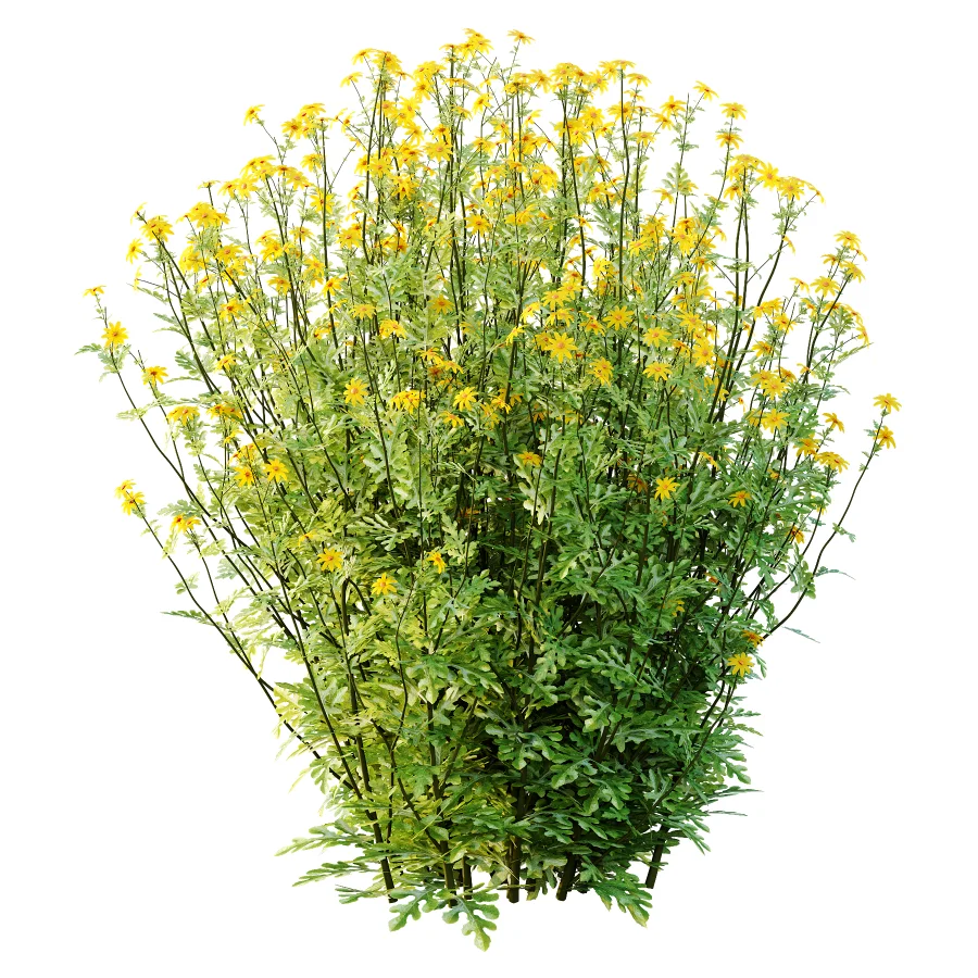 Senecio jacobaea wild flowers Tansy ragwort 04 Image 2