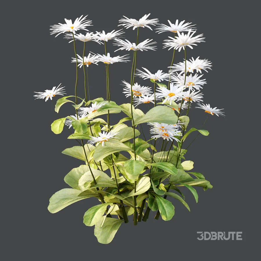 Common Daisy Flower Plant 01 Image 1