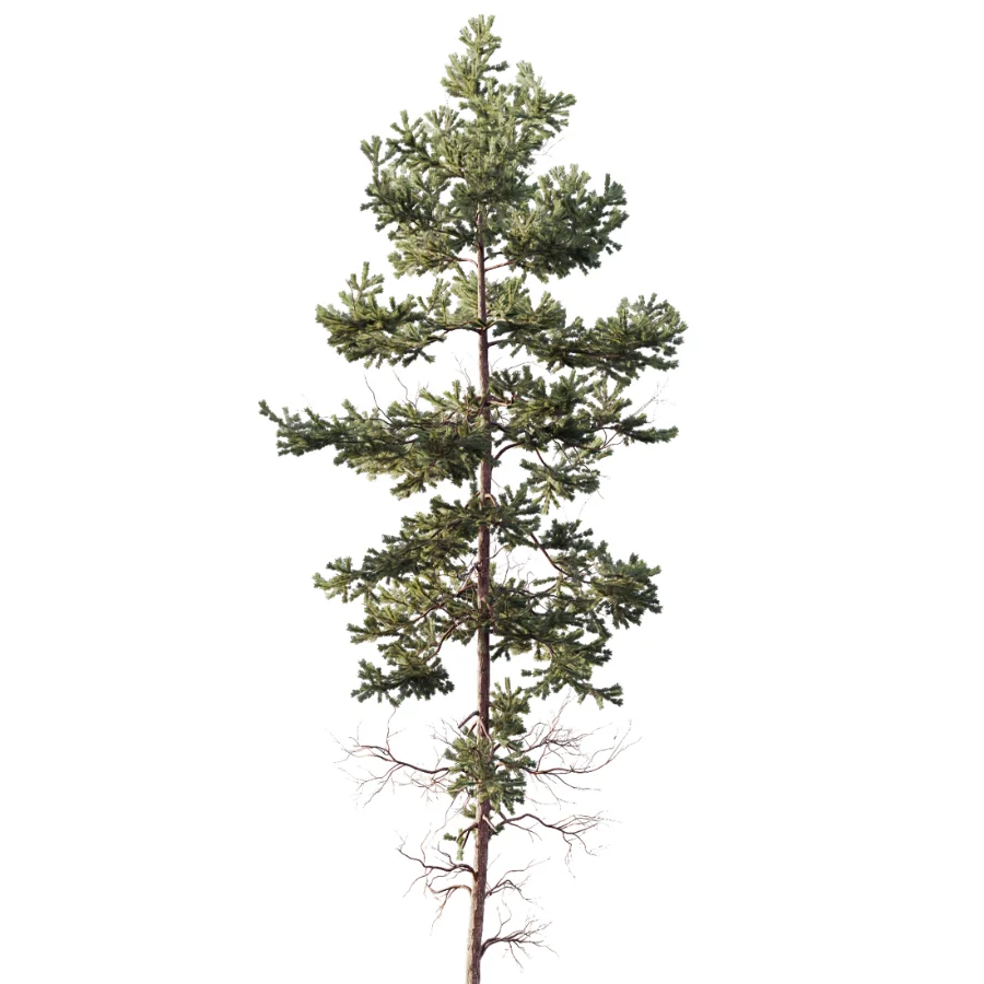 AV Autumn winter trees Pinus Sylvestris and Chamaecyparis Image 3