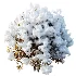 AV WinterPlant Snow Arboreum Bush and Snow Phillyrea Angustifolia - Thumbnail 6
