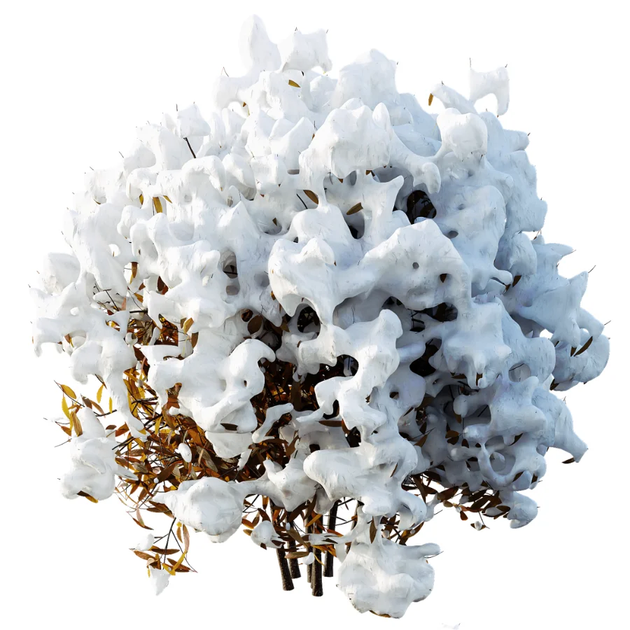 AV WinterPlant Snow Arboreum Bush and Snow Phillyrea Angustifolia Image 6