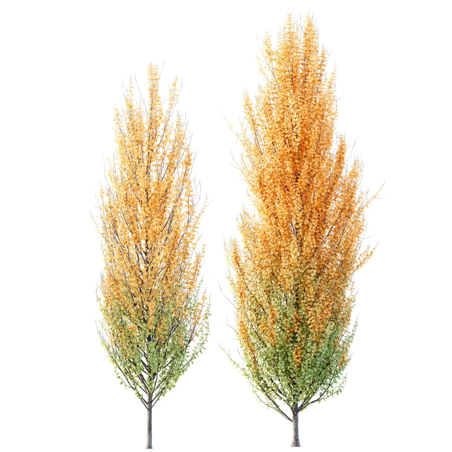 AV Acer X freemanii Freeman Maple Sapindaceae set 06 Image 2