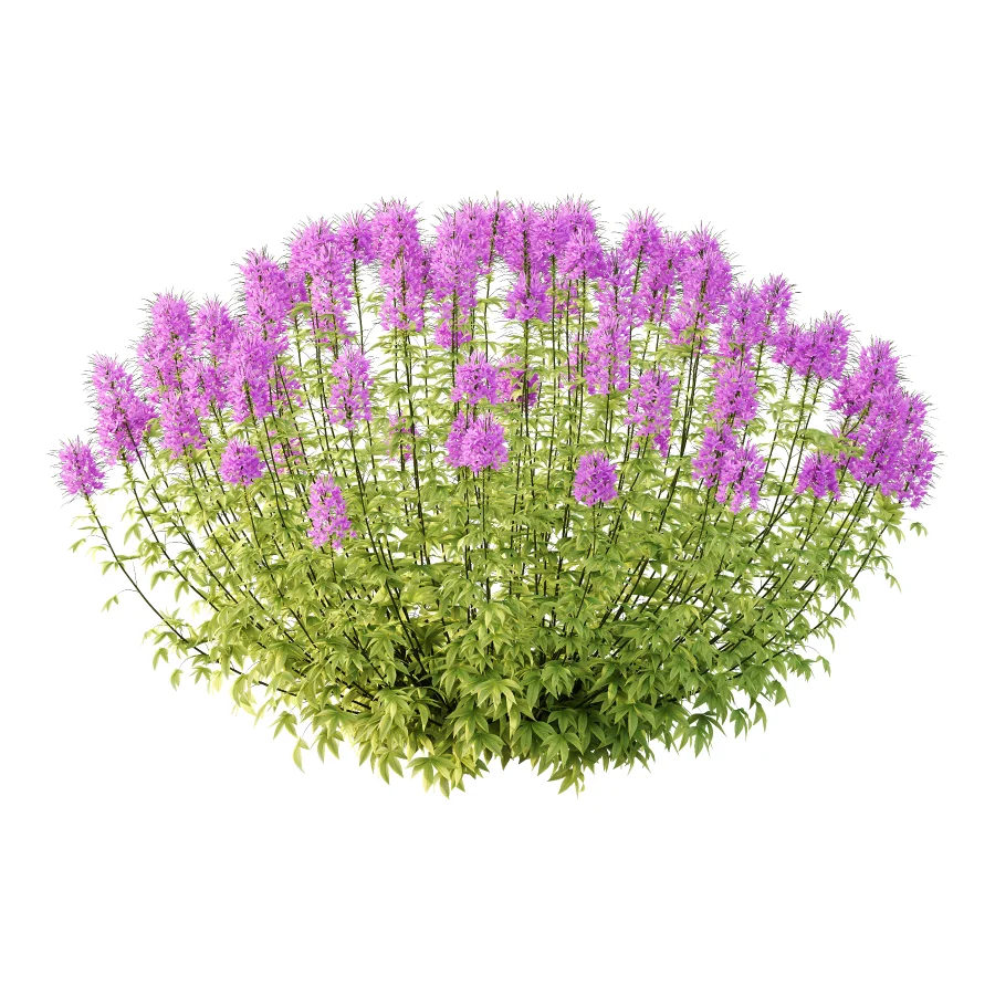 ntal annual, but is impressive for its long flowering period and impressive floral display. We reveal whether the spider flower is hardy and which location is optimal for successful planting.The spider flower belongs to the spider family (Cleomaceae) and comes from subtropical Central and South America. The taxonomy of the beautiful spider flower has not yet been clearly defined, which is why you can also come across names such as Cleome hassleriana and Tarenaya hassleriana when looking for the summer flower. It is often called spiny spider flower or bee plant. The long stamens of the flowers give this special ornamental plant its name. Together with the petals, the appearance is reminiscent of a spider with long legs. This is why it’s known as the “spiny spider flower”. The long and narrow pod fruits are formed during the flowering period from July to October. Depending on the variety, the spider flower shines with pink, purple, red or white flowerheads and grows between 90 and 160cm tall. Image 1