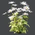Common Daisy Flower Plant 01 - Thumbnail 2