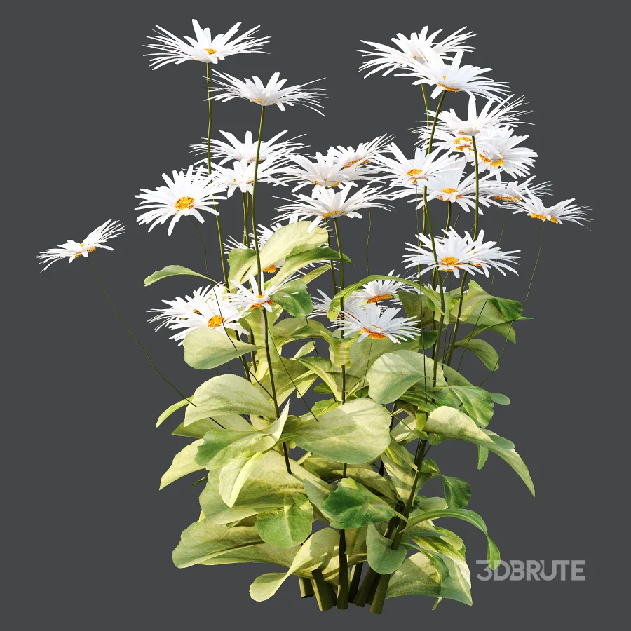 Common Daisy Flower Plant 01 Image 2