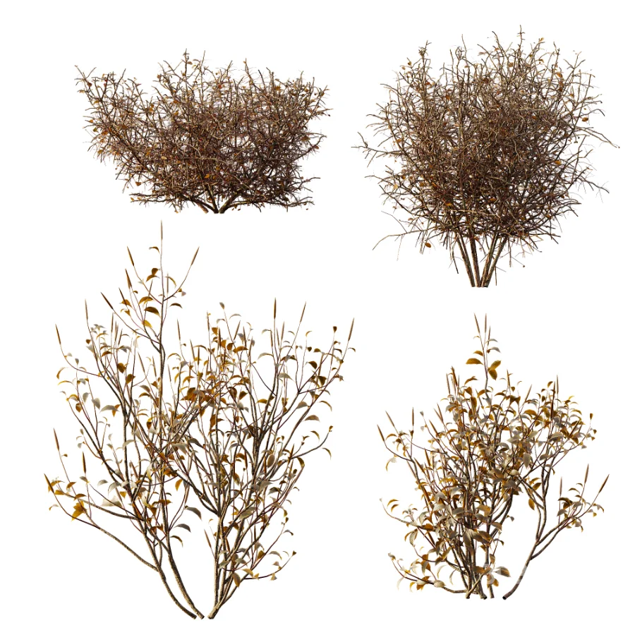 AV Winter Plant Snow Cornus sanguinea and Snow Kapebonavista Pachystachys Image 5