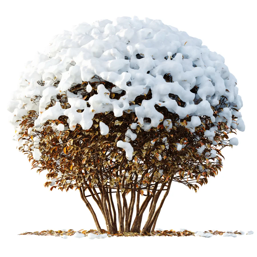 Av Winter Plant darf Yaupon Holly Winter Image 3