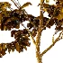 Chinese ash Tree Fraxinus chinensis 03 - Thumbnail 4