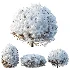 AV Winter Plant Snow Quihoui Privet and Snow Wild Erica Multiflora - Thumbnail 5