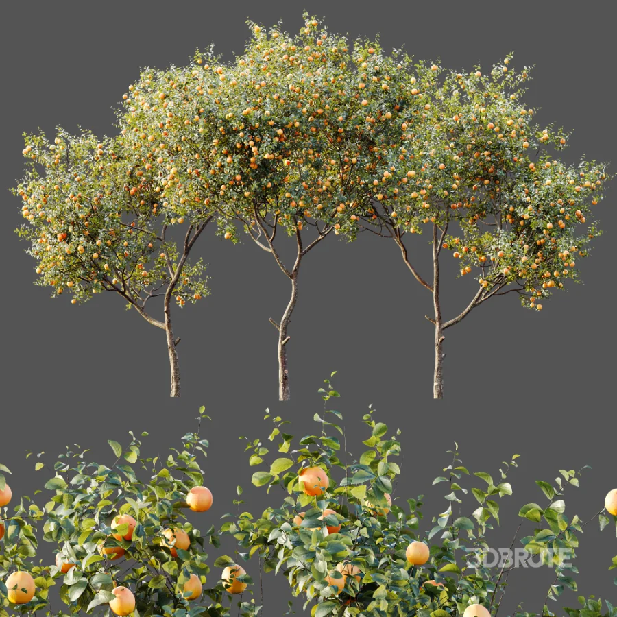 AV Plants Citrus Sinensis Orange Arancio Version02 Image 7
