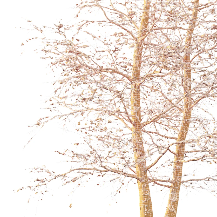 AV Autumn and winter trees Alnus Glutinosa Image 4